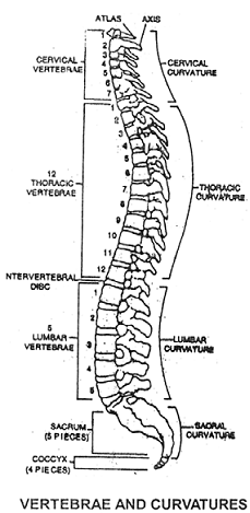 750_vertebrae and curvature.png